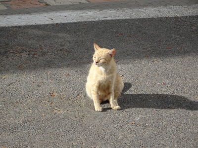 cat of paleokastritsa

