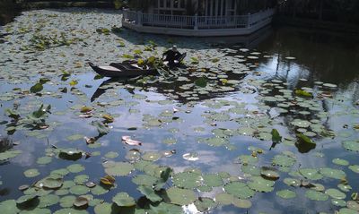 maintaining the lotus pond at our hotel in cambodia
