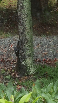 hey, he's pecking my wood part deux 20151004
